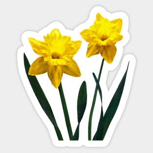 Yellow Daffodil Pair Sticker